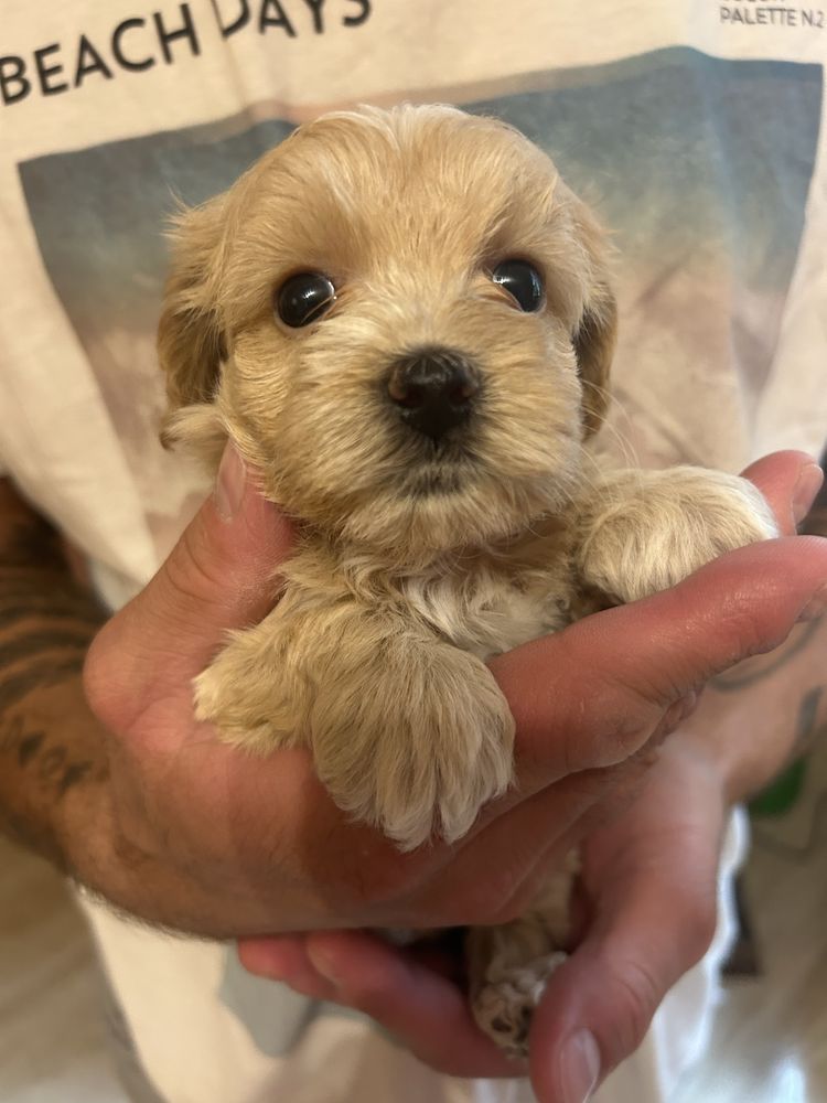 Suczka maltipoo F1