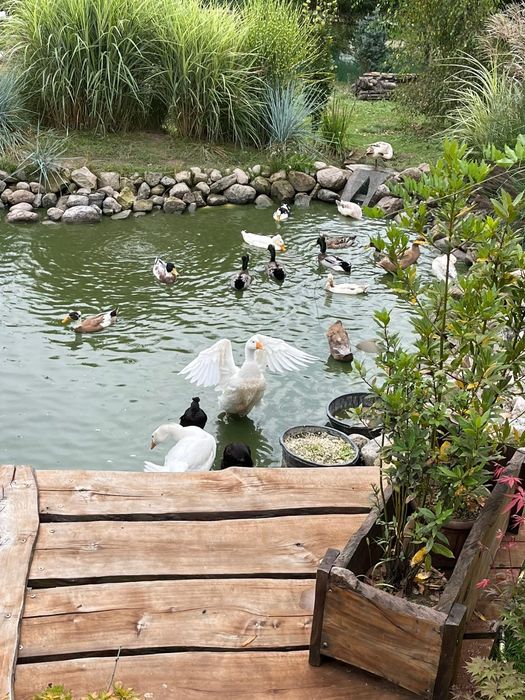 Kaczory BIEGUS INDYJSKI  czystej rasy z czubkiem