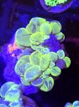 Plerogyra Bubble Coral Bicolor Fluo Medium FLUOLAMPS WYSYLKI