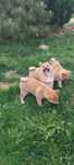 Shiba Inu szczenię