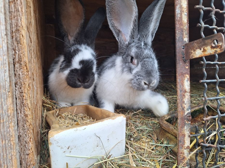 Sprzedam dwa króliki.
