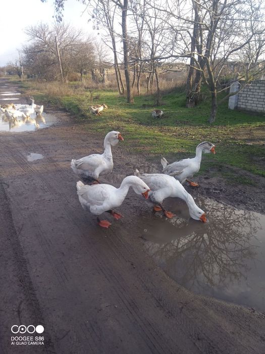 Продам гусей Холмогори