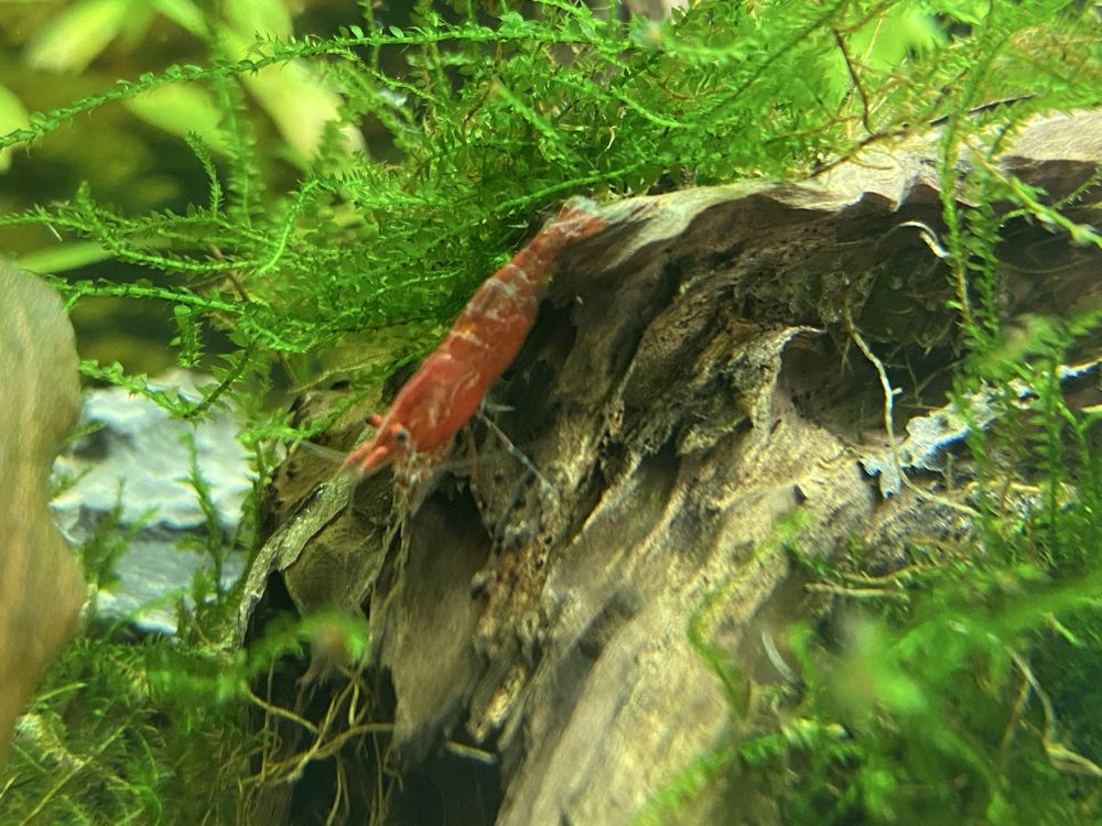Krewetki Red Cherry