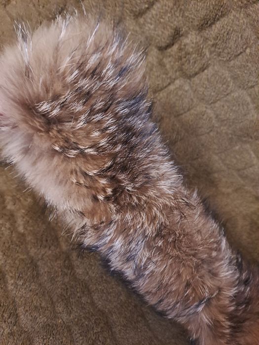 Меховой воротник енот натуральный мех  опушка  хутро комир