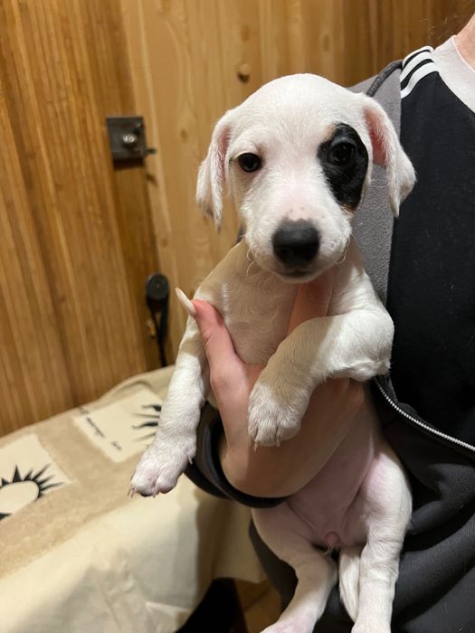 Біленька принцеса