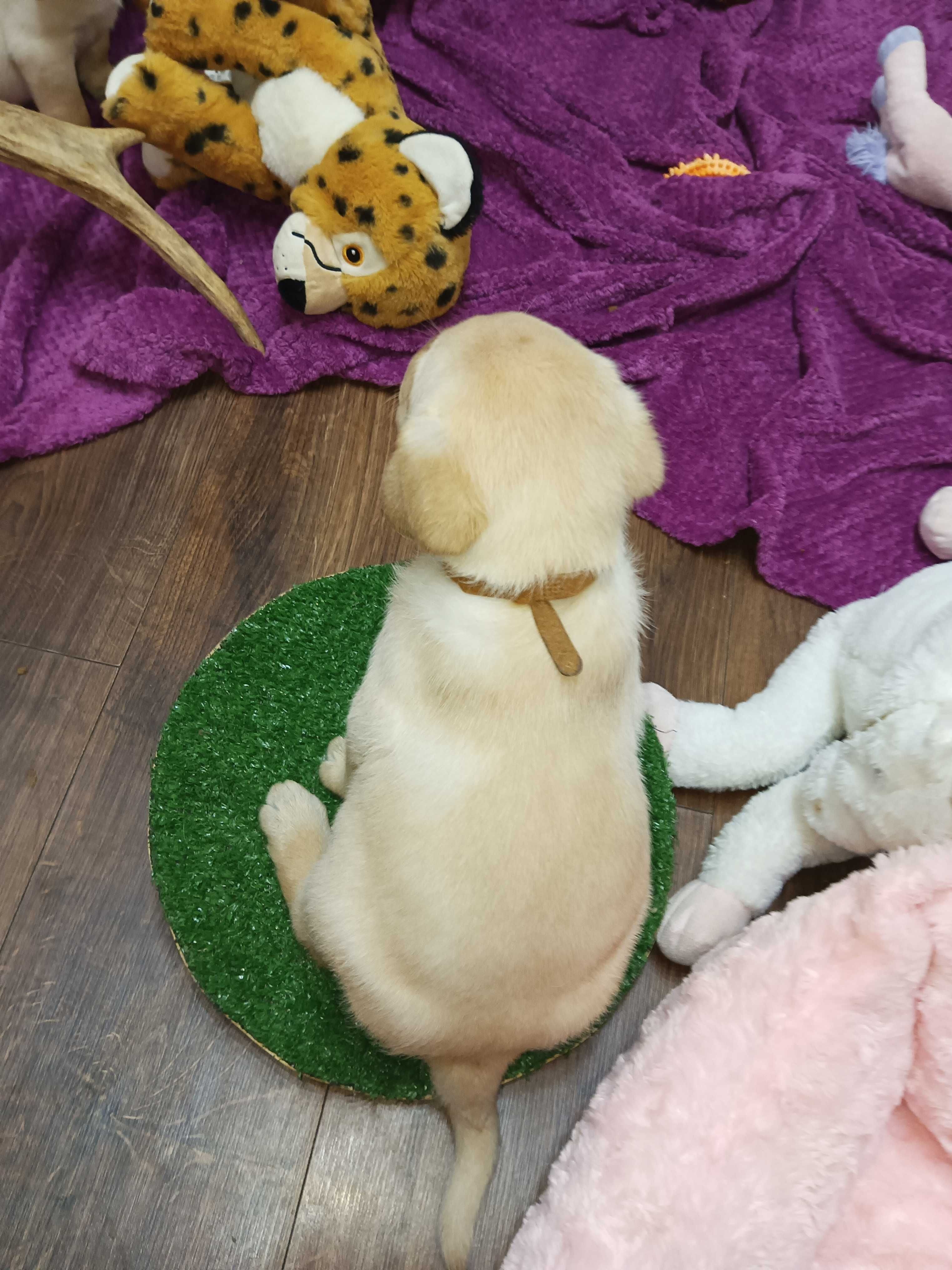 Labrador domowy RadosnePsyRasowe