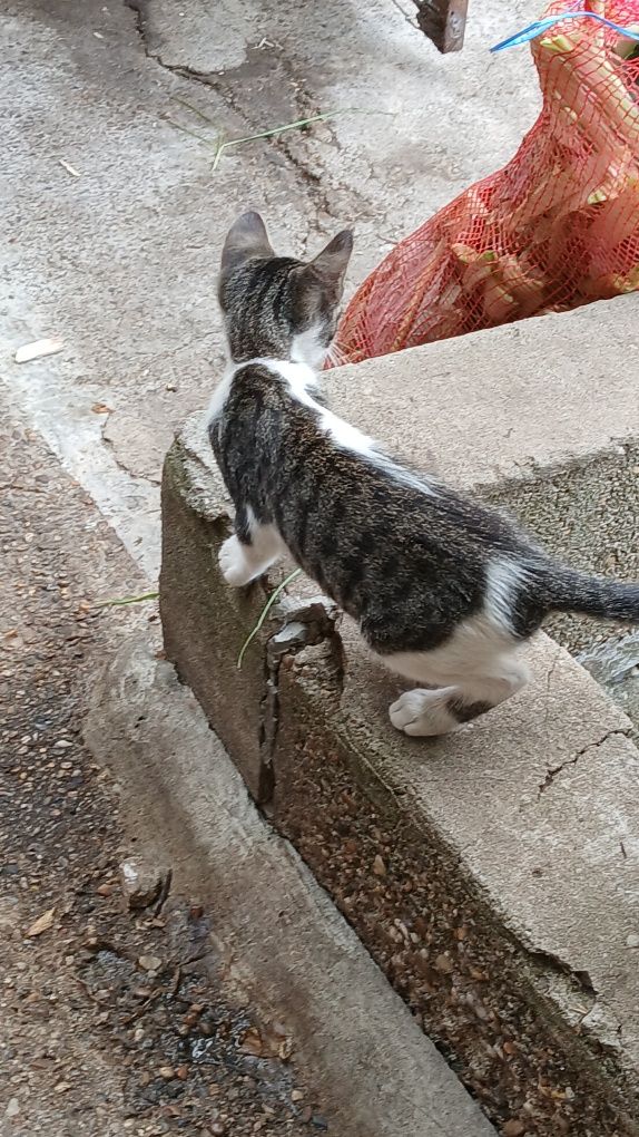 Gatos para adoção