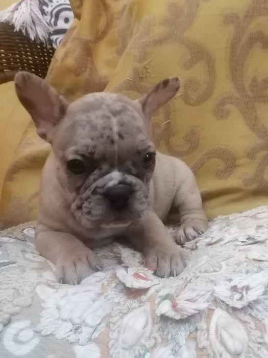 Buldog francês macho