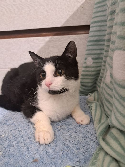 Felix, kochany kocurek do adopcji