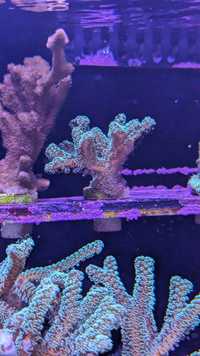Seriatopora caliendrum koralowiec SPS