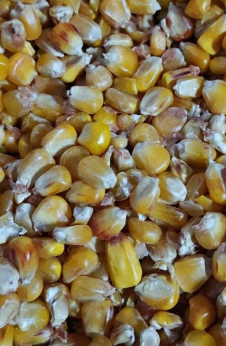 Sprzedam Kukurydze Możliwość wysyłki