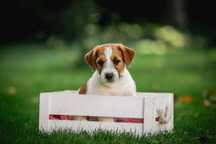 Szczeniak Piesek Jack Russell Terrier ZKwP FCI