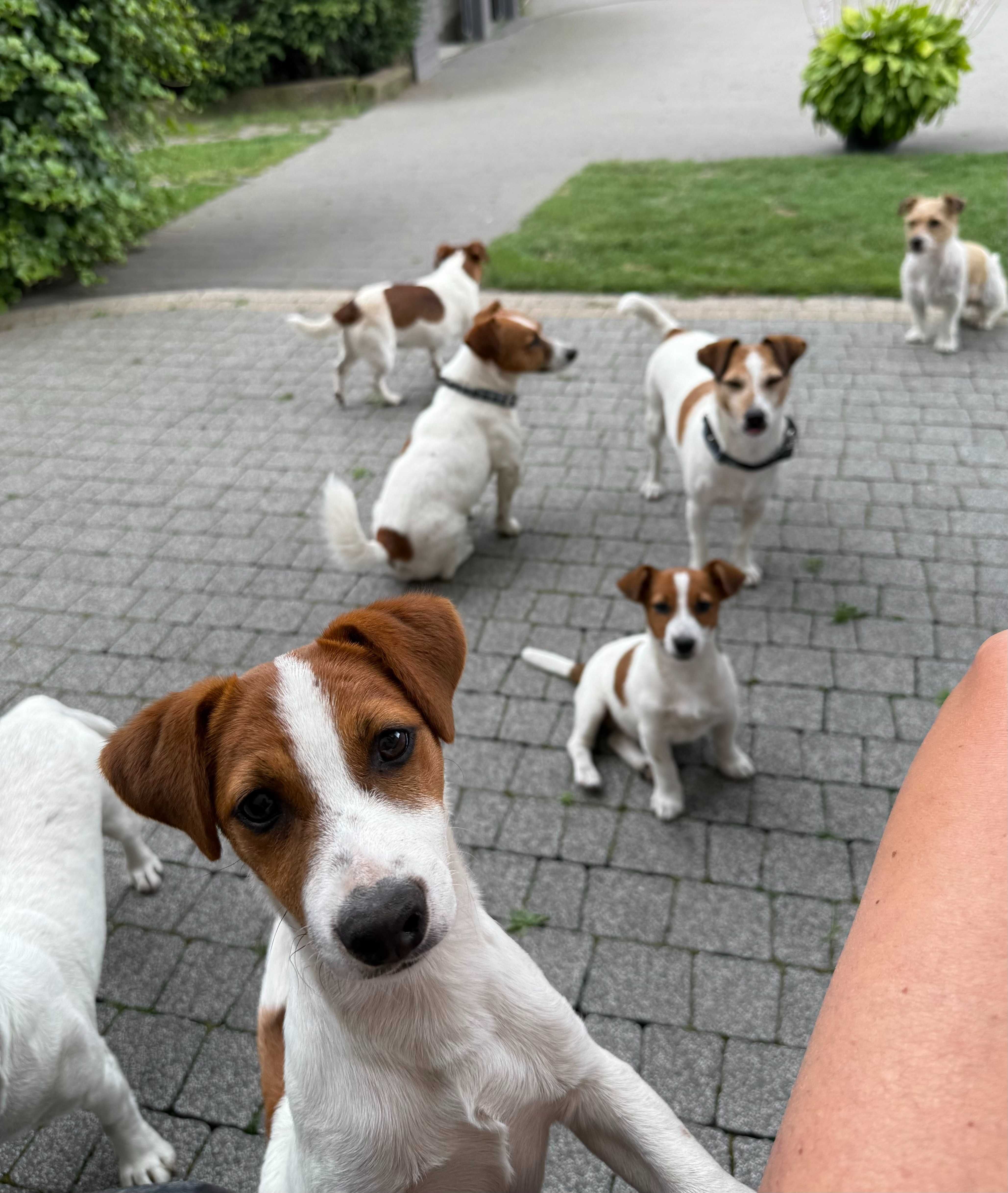 Jack Russell Terrier FLIP FLOP od # SMARTIE JACKS # rodzice FCI/ ZKwP