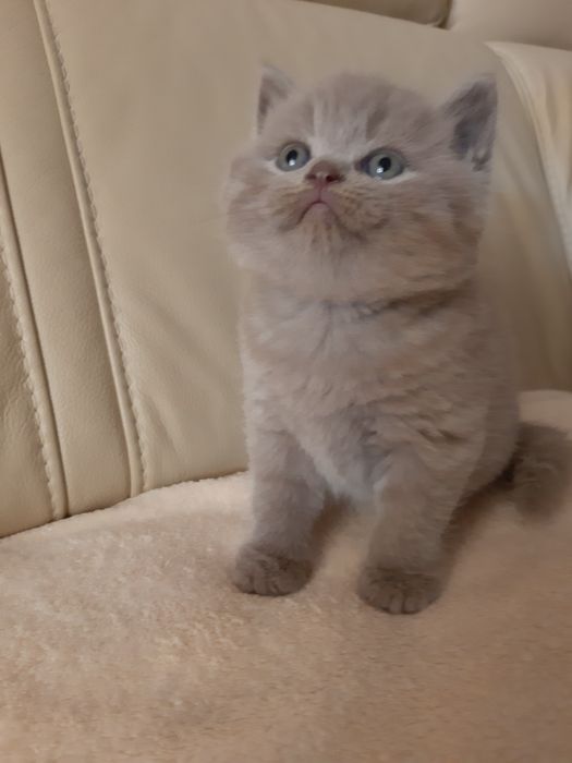 Кошенята британські