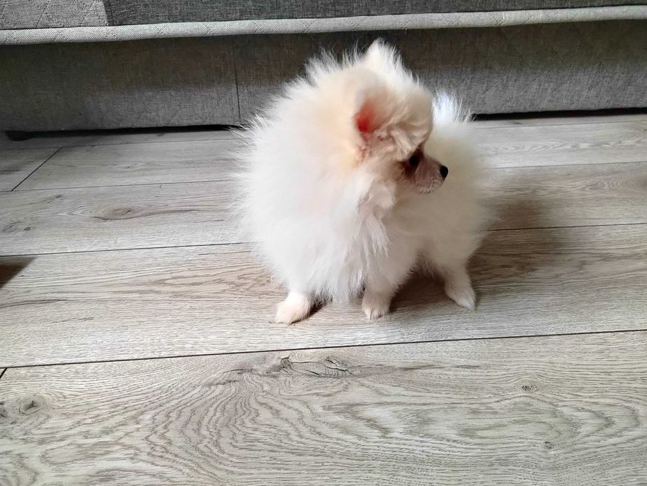 Szpic miniaturowy pomeranian