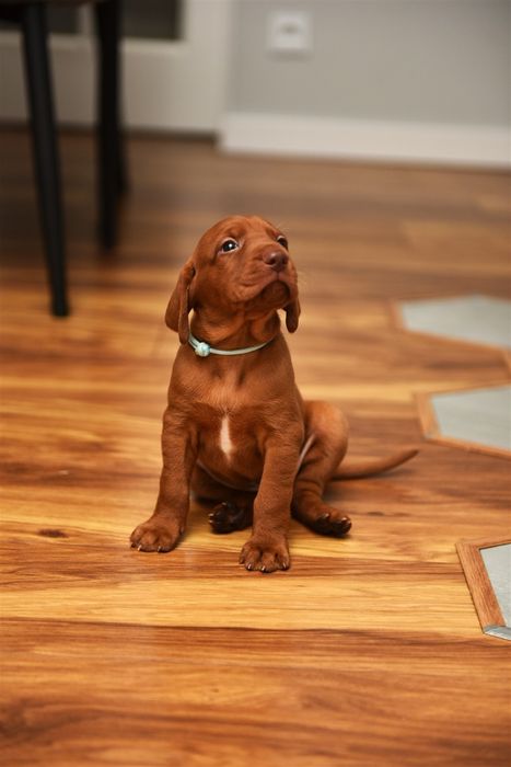 Wyżeł węgierski FCI