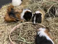 Świnki morskie , świnka morska cavia domowa