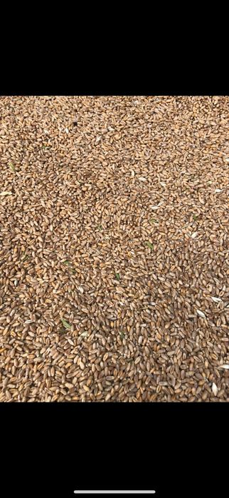 Продам пшенюцю Вінницька область Вінницький район с. Сокілець