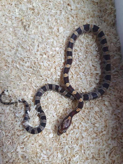 Młode węże zbożowe ładnie wybarwine anerystic wąż do terrarium snake
