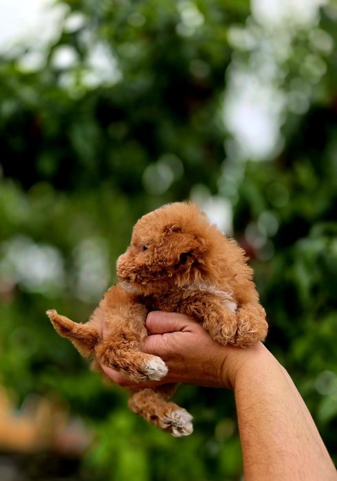 Bichpoo maltipoo f1b suczka
