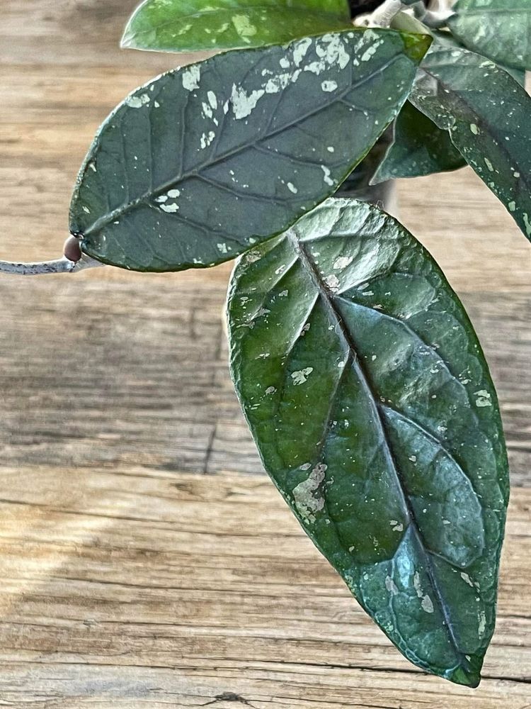 Hoya sp. Aceh splash. Хойя.