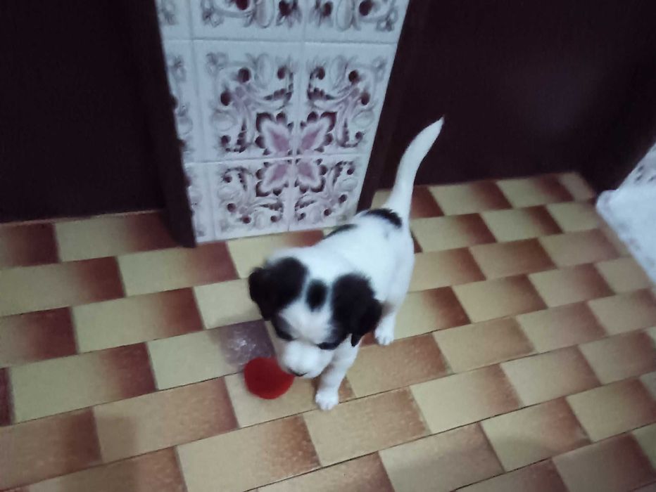 Cadela bebé 1 mês e meio