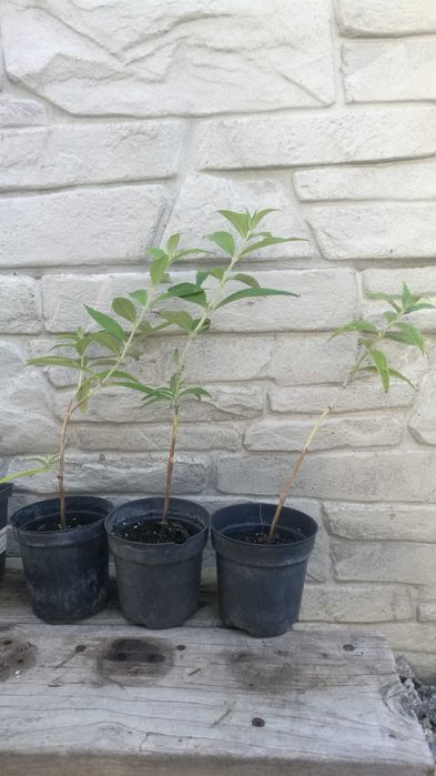 Продам Будлея Давида