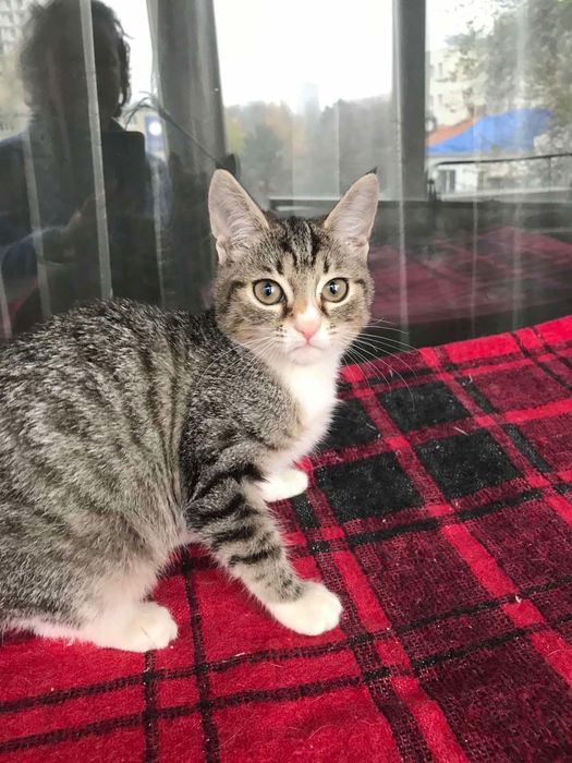 Измените жизнь принцессы. Котёнок бесплатно