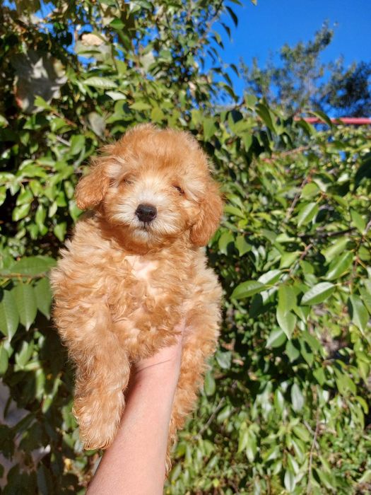 Девочка мальтипу , 5 месяцев , привита !