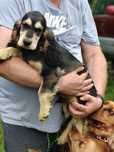 Piesek Cocker spaniel , badania genetyczne