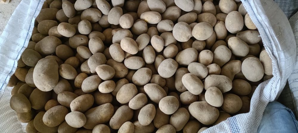 Ziemniaki odmiany Soraya