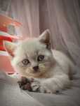 Шотландський прямовухий котик blue point.