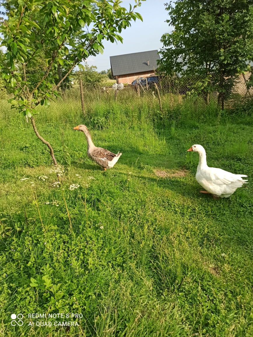 Gęsi zeszłoroczne i tegoroczne; biegusy