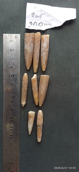 Белемнит Чертов палец зуб дракона