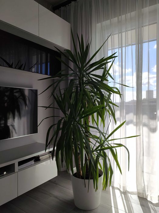 Juka- piękna, duża , 3 pędy- ceramiczna doniczka gratis