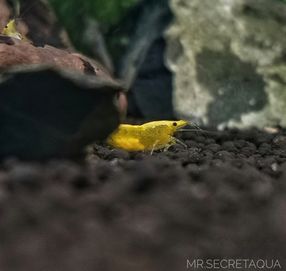 Krewetki Neocaridina Yellow Gold Line Najwyższa Gradacja