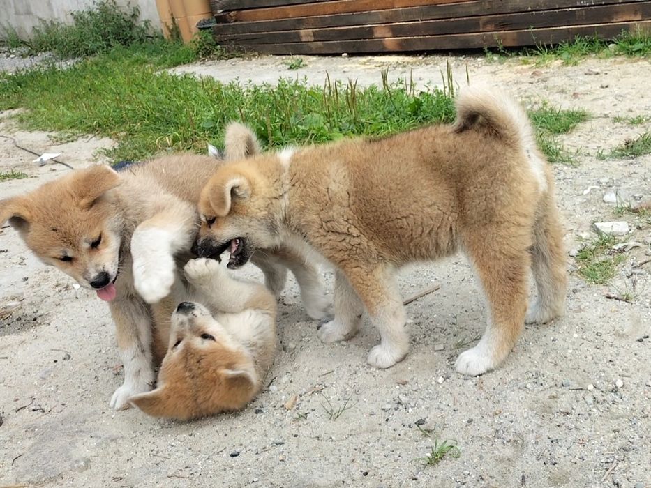 Piesek Akita Inu SWKiPR