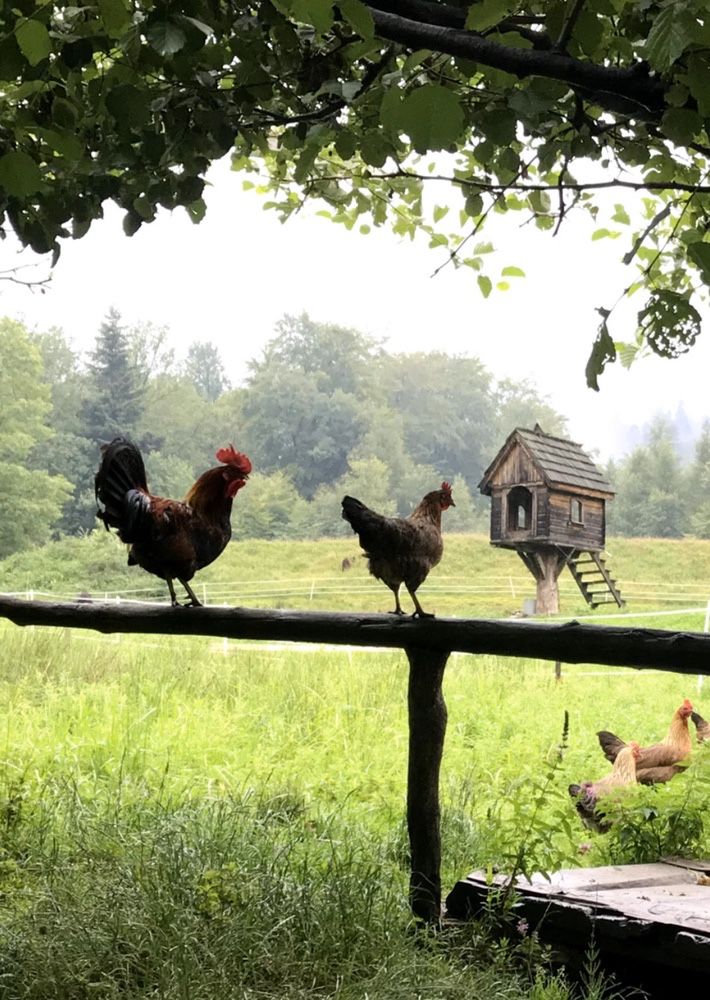 miód ekologiczny, bio, pyłek naturalny chleb, ciasto, ser, mleko kozie