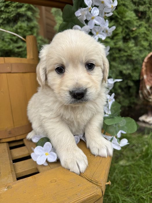 Cudowny piesek Golden Retriever biszkoptowy miś z rodowodem