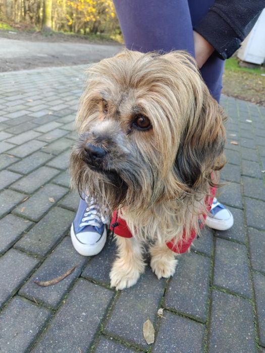 Śliczny młody piesek Adaś  do adopcji  ze schroniska.