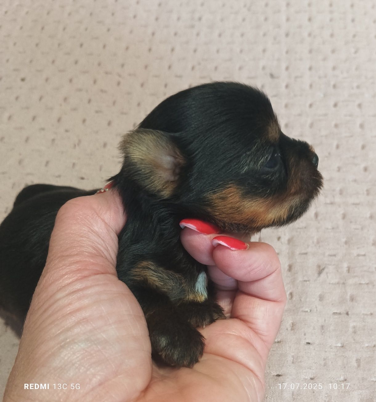 Yorkshire terrier