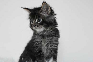 Kocurek Maine Coon /Rodowód FPL