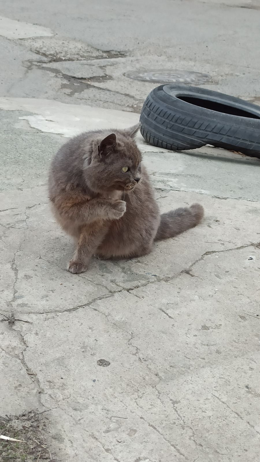 Кошечка в добрые руки