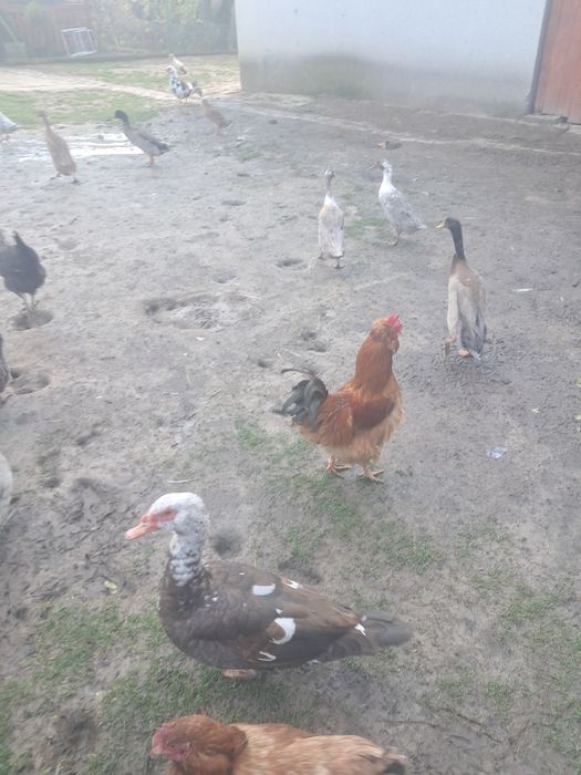 Kaczki bieguski młode