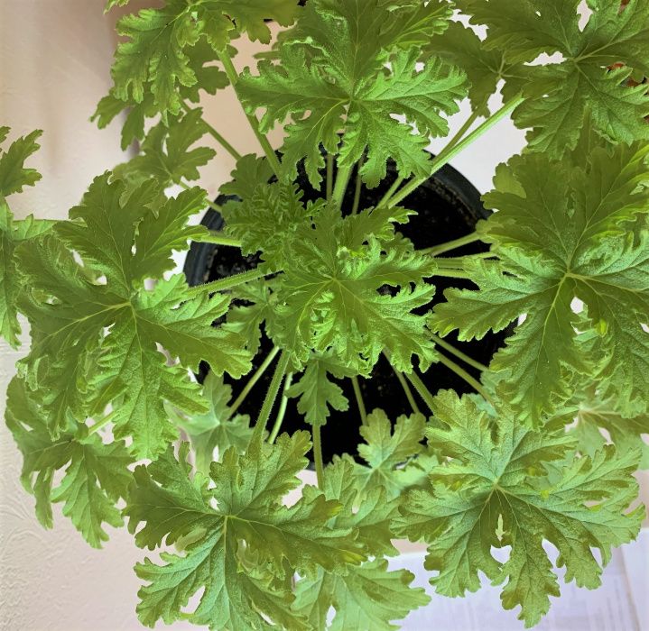 Герань душистая лечебная (Pelargonium graveolens hort)