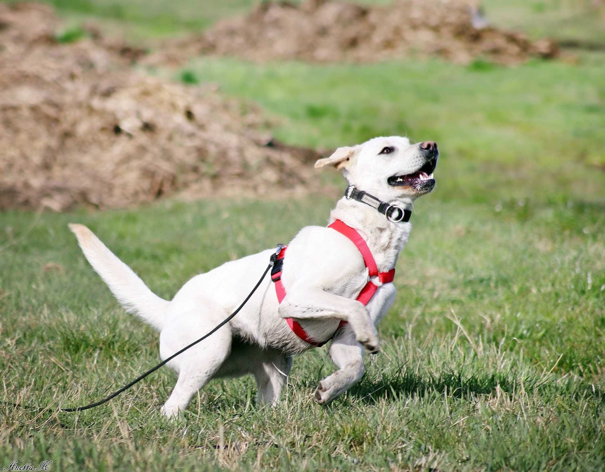 Misia - cudowna piękna labradorka do adopcji!