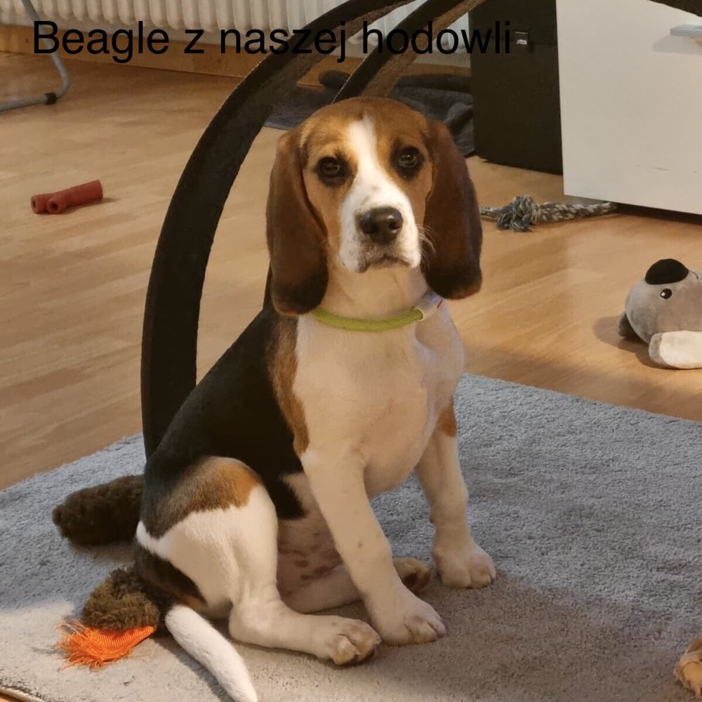Beagle Tricolor-wybitny! (rodowód, paszport)