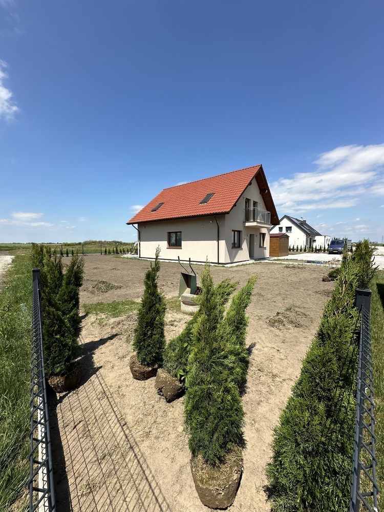 Tuja szmargd SADZENIE TRANSPORT producent plantacja