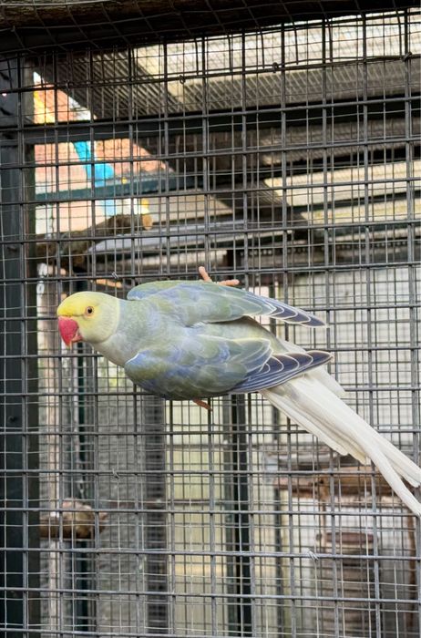 Violeta Turquesa Cc Macho 2024