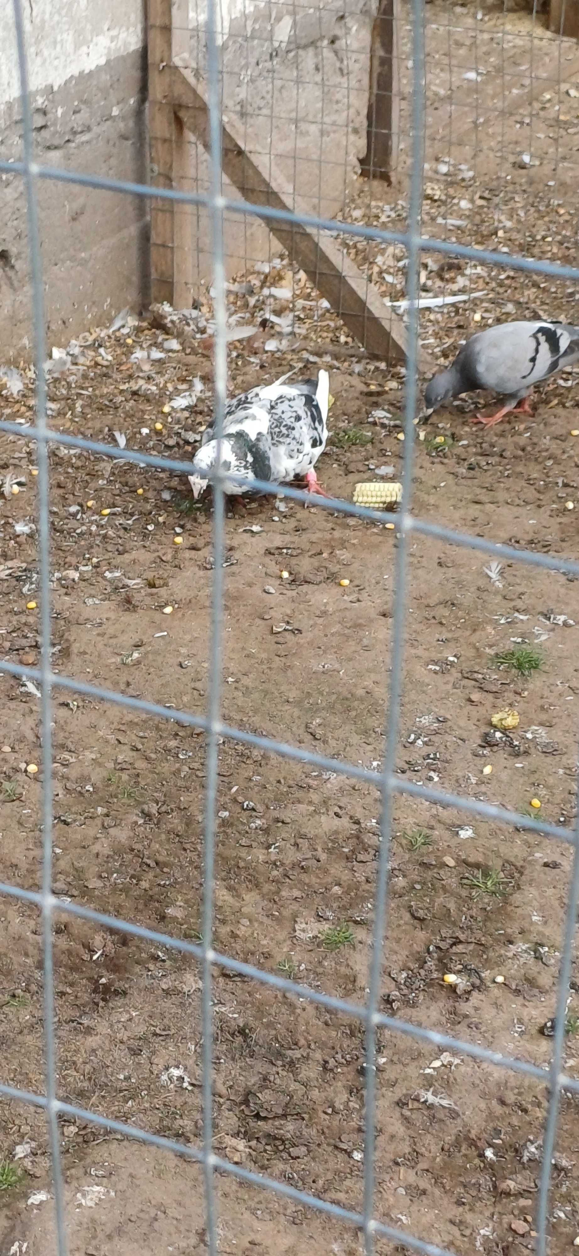 Pilnie sprzedam Gołębie